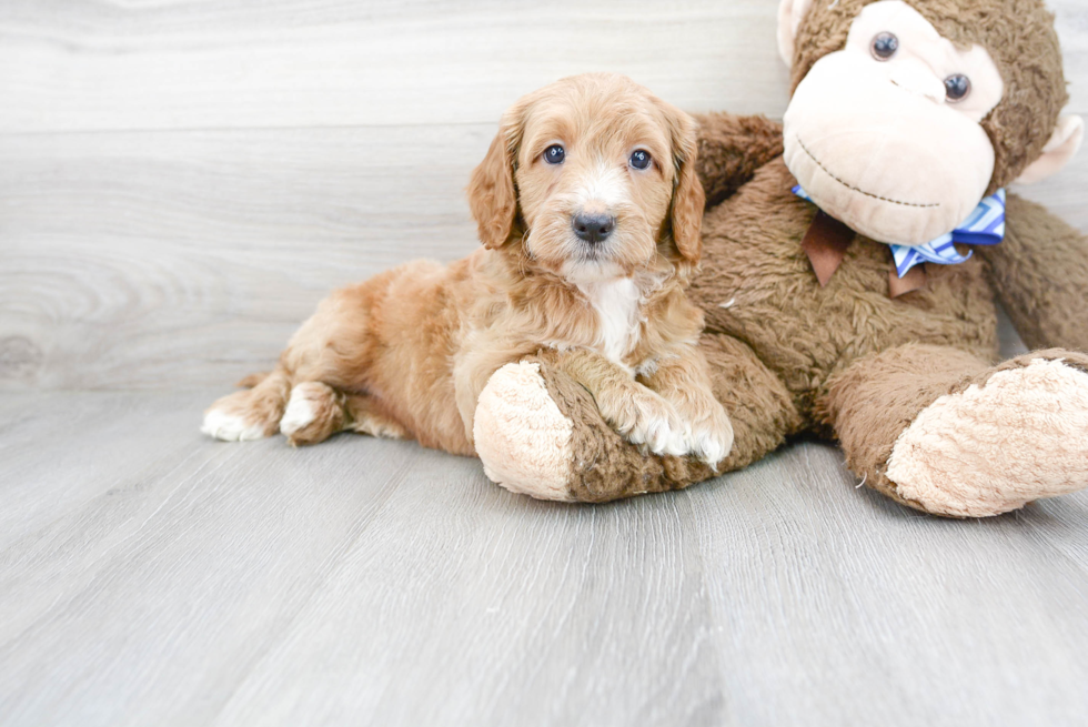 Mini Goldendoodle Puppy for Adoption