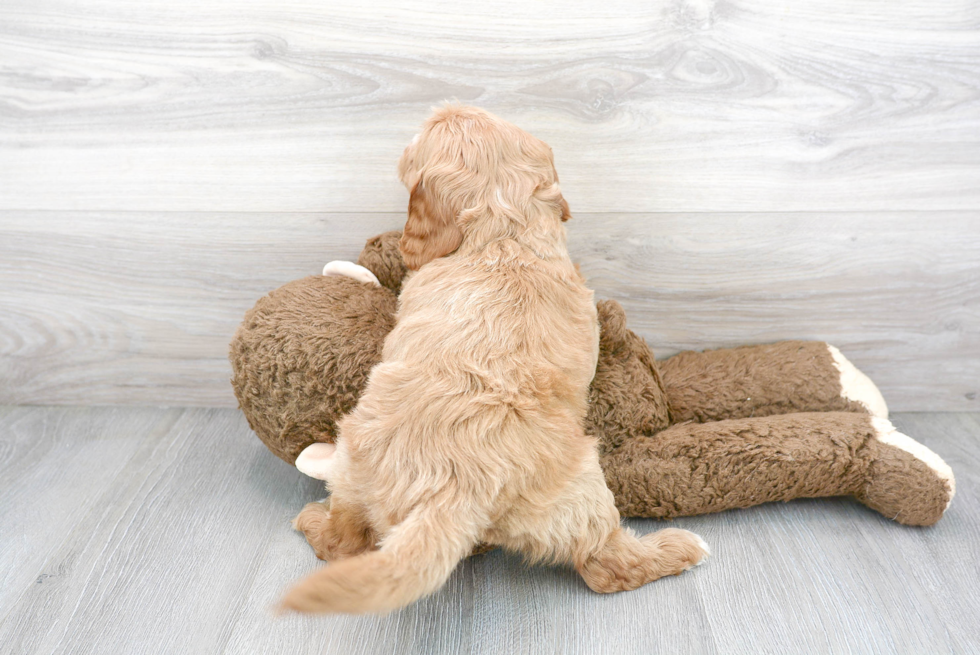 Petite Mini Goldendoodle Poodle Mix Pup