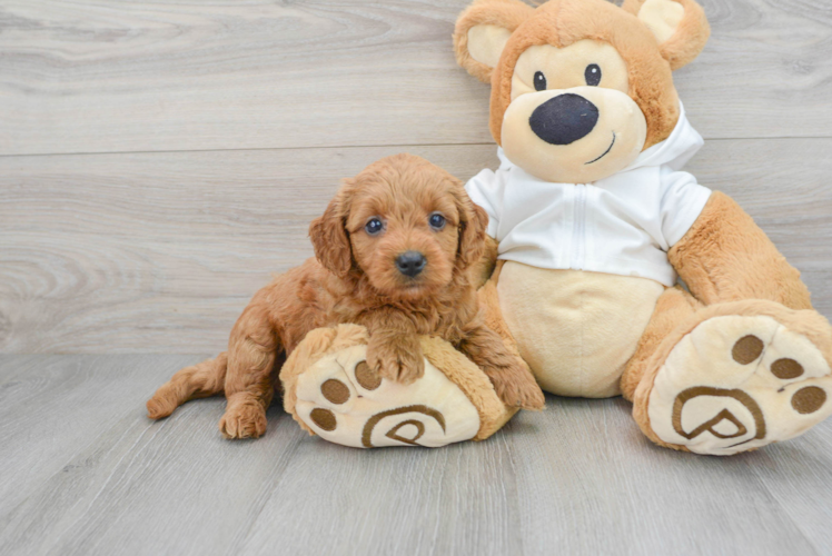 Mini Goldendoodle Pup Being Cute