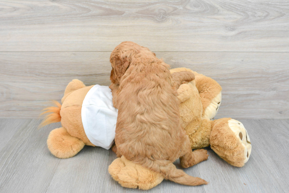 Friendly Mini Goldendoodle Baby