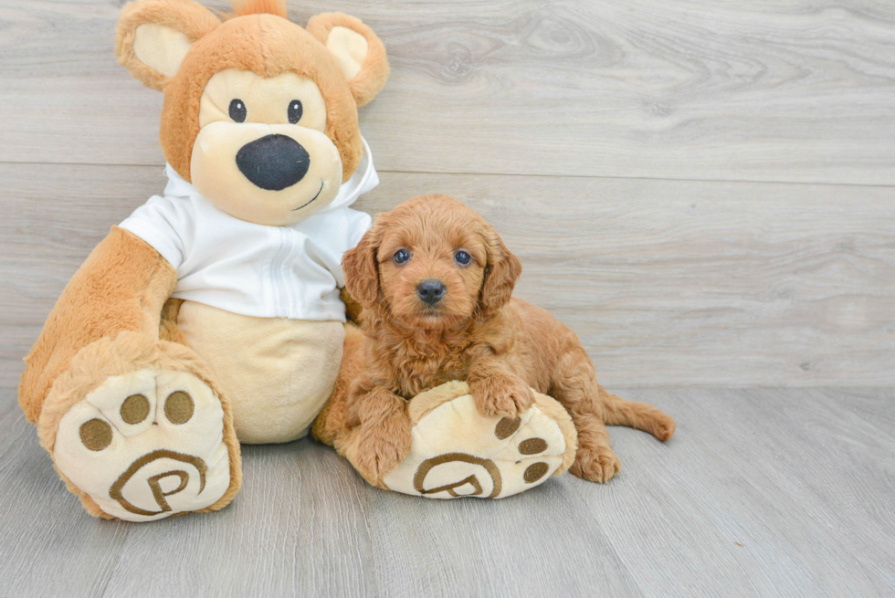 Little Golden Retriever Poodle Mix Puppy