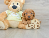 8 week old Mini Goldendoodle Puppy For Sale - Premier Pups