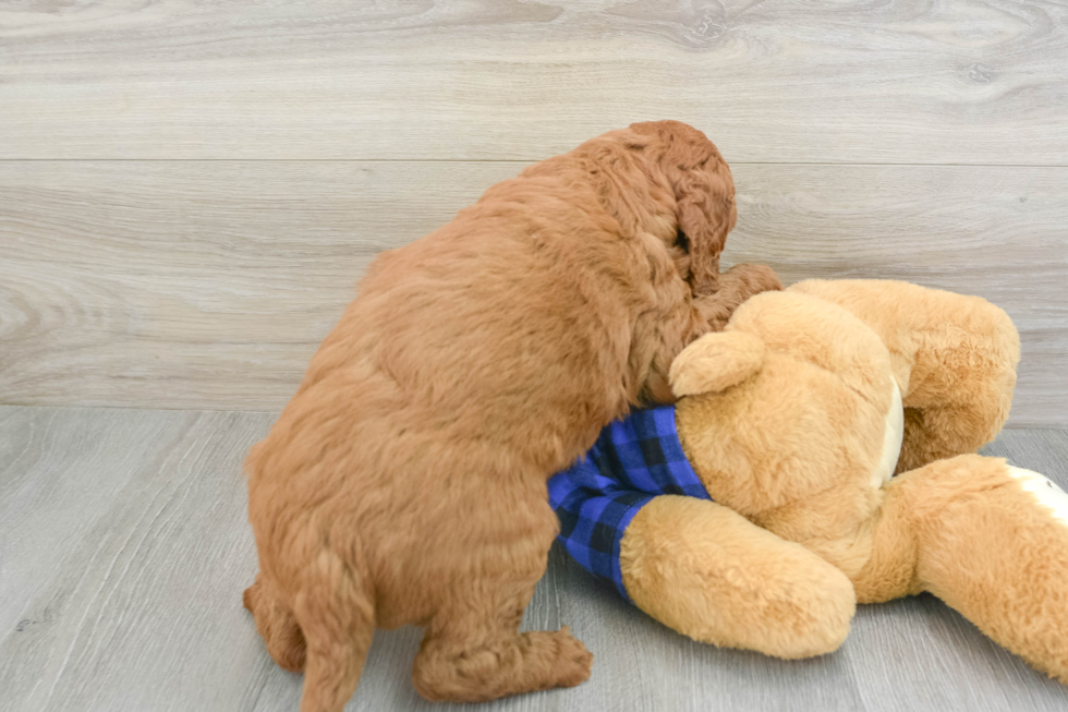 Best Mini Goldendoodle Baby