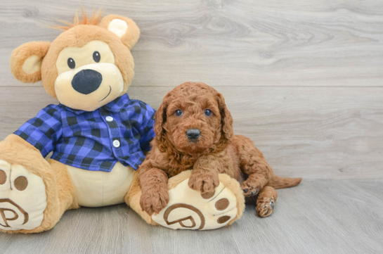 Mini Goldendoodle Pup Being Cute