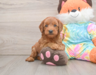 7 week old Mini Goldendoodle Puppy For Sale - Premier Pups
