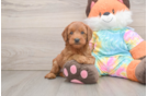 Mini Goldendoodle Puppy for Adoption