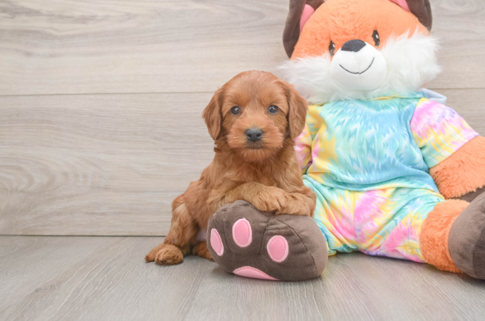 6 week old Mini Goldendoodle Puppy For Sale - Premier Pups