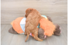 Best Mini Goldendoodle Baby
