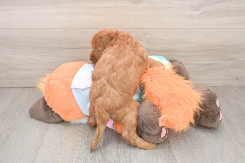 Best Mini Goldendoodle Baby