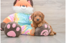Sweet Mini Goldendoodle Baby