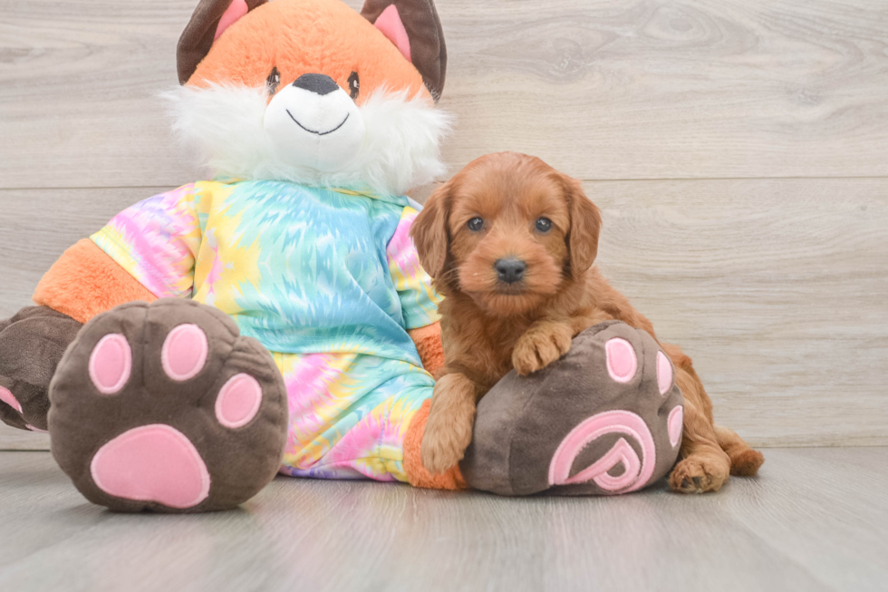 Sweet Mini Goldendoodle Baby