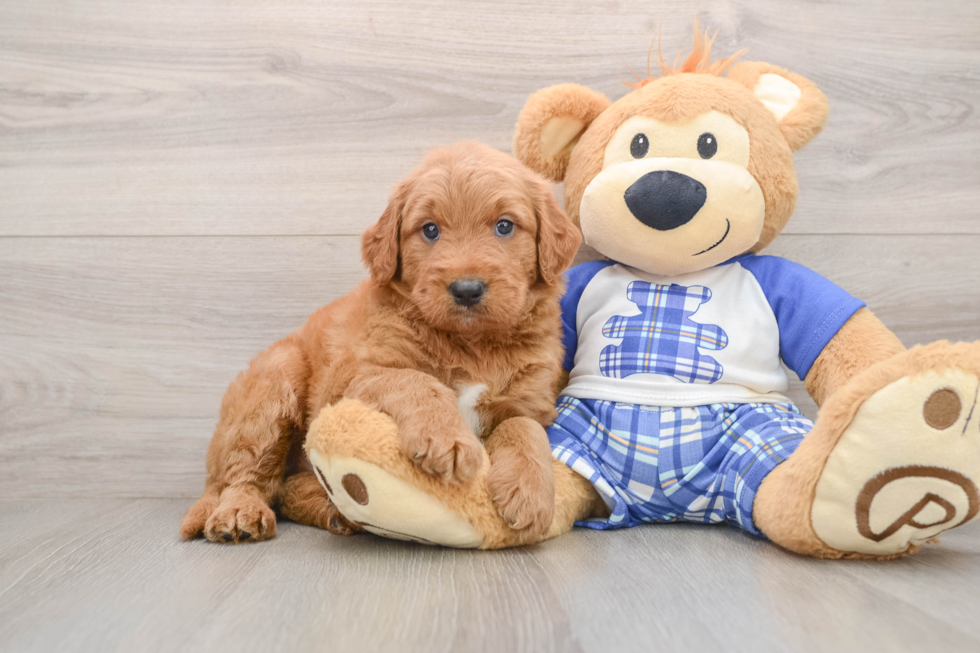 Sweet Mini Goldendoodle Baby