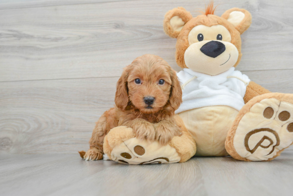 Cute Mini Goldendoodle Baby