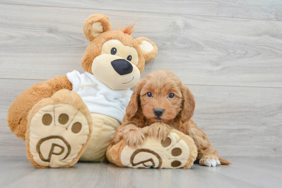 Mini Goldendoodle Puppy for Adoption