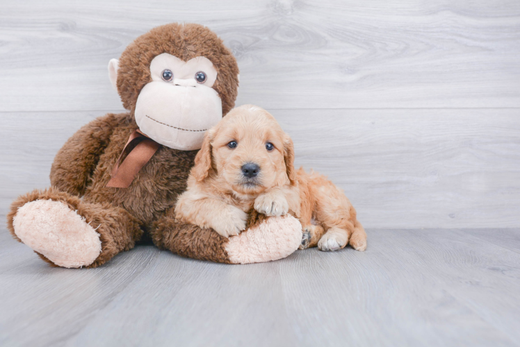 Little Golden Retriever Poodle Mix Puppy