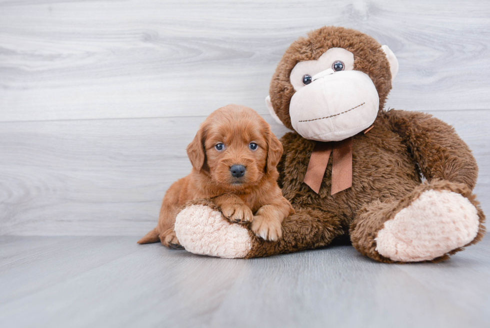 Small Mini Goldendoodle Baby