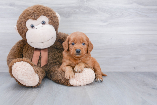 Mini Goldendoodle Puppy for Adoption