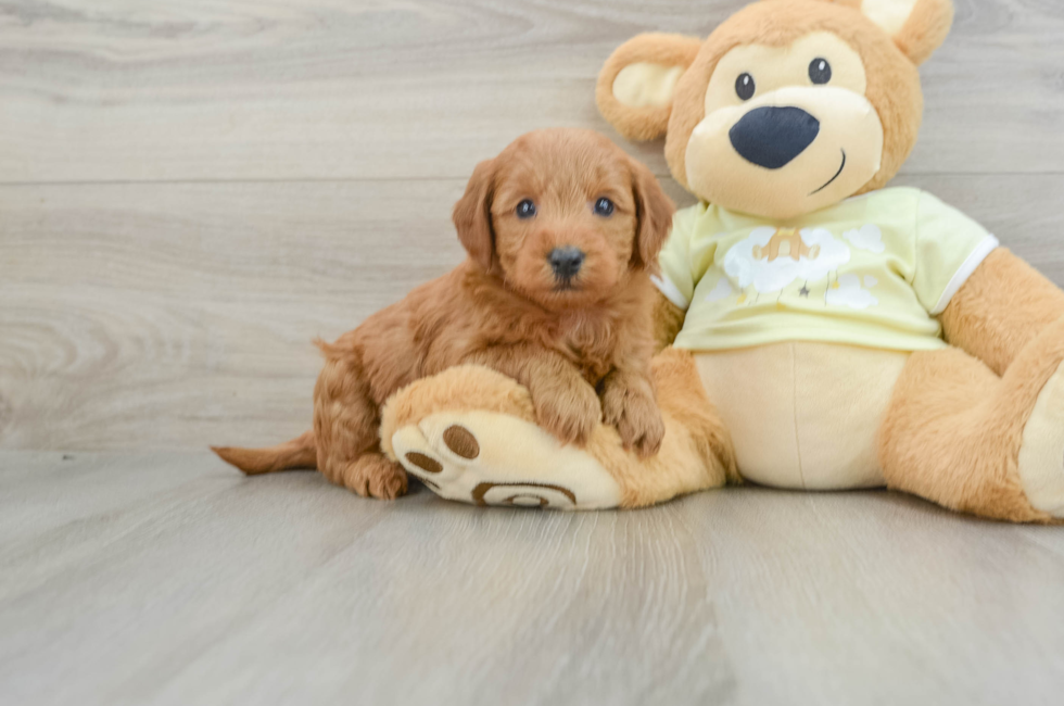 6 week old Mini Goldendoodle Puppy For Sale - Premier Pups