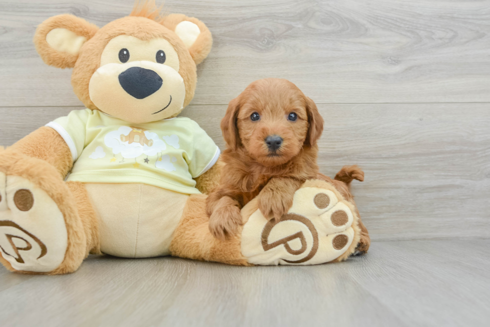 Smart Mini Goldendoodle Poodle Mix Pup