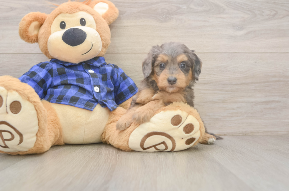5 week old Mini Goldendoodle Puppy For Sale - Premier Pups
