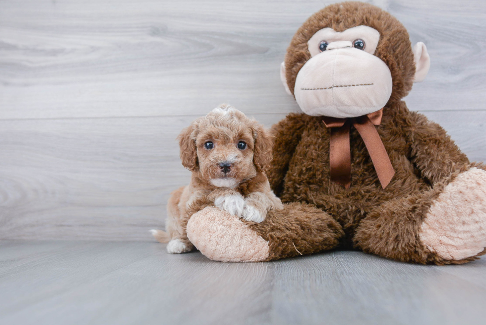 Fluffy Mini Goldendoodle Poodle Mix Pup