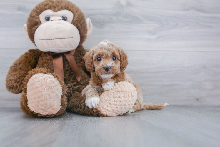 Best Mini Goldendoodle Baby