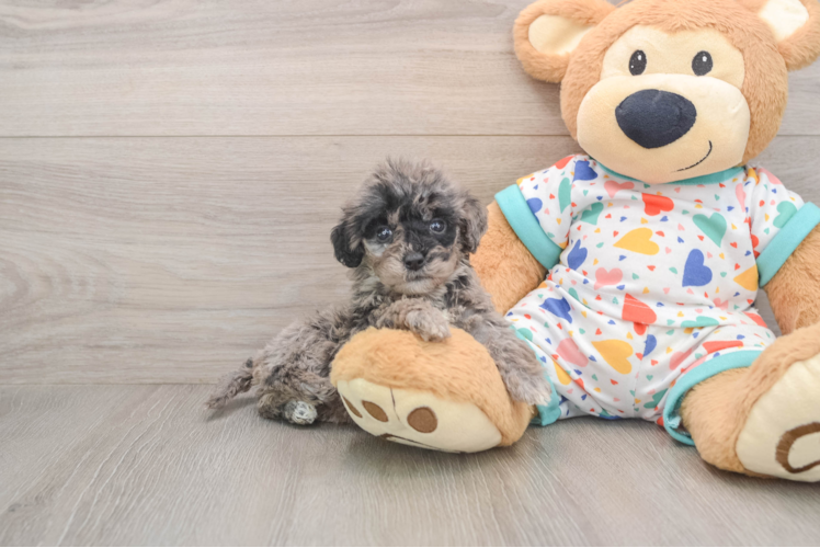 Best Mini Goldendoodle Baby