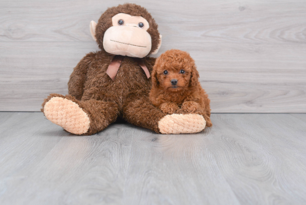 Mini Goldendoodle Pup Being Cute