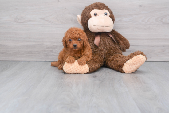 Mini Goldendoodle Puppy for Adoption