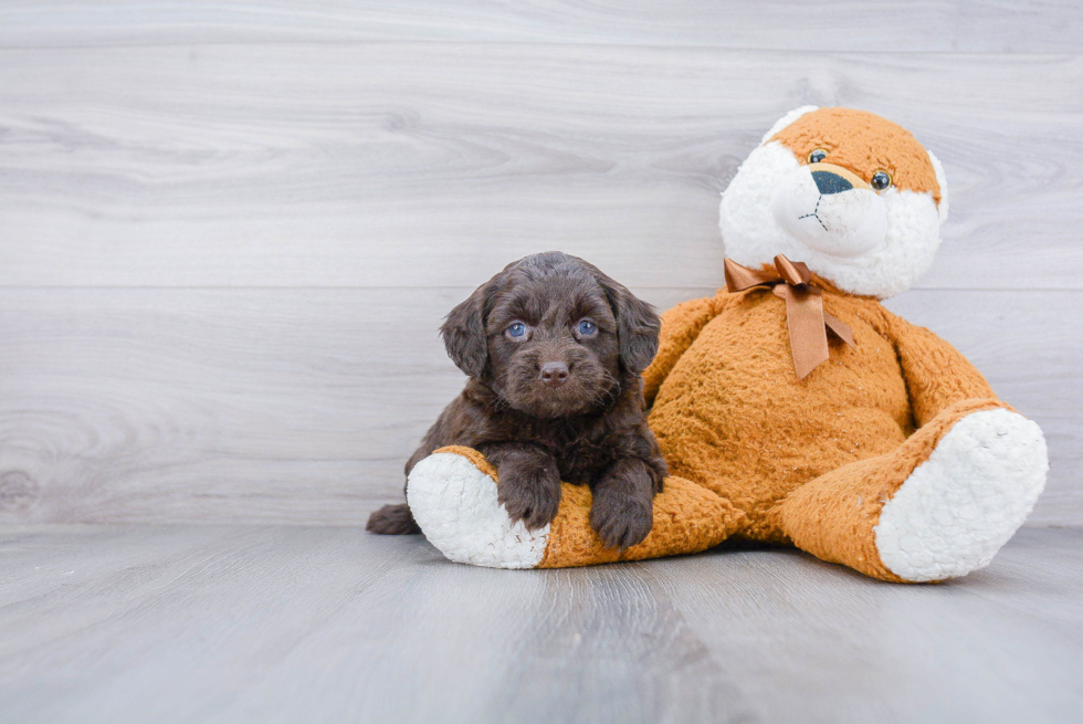 Mini Goldendoodle Pup Being Cute