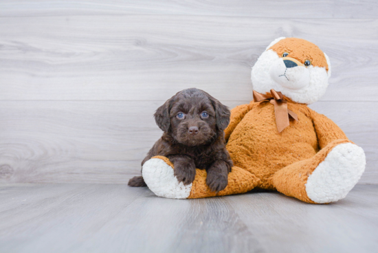 Mini Goldendoodle Pup Being Cute