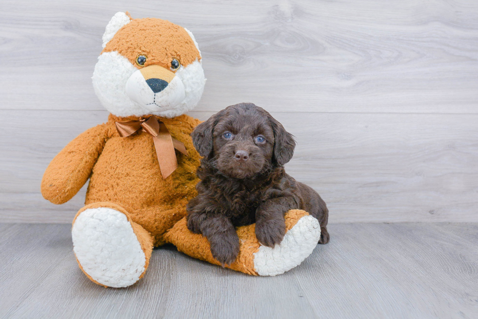 Playful Golden Retriever Poodle Mix Puppy