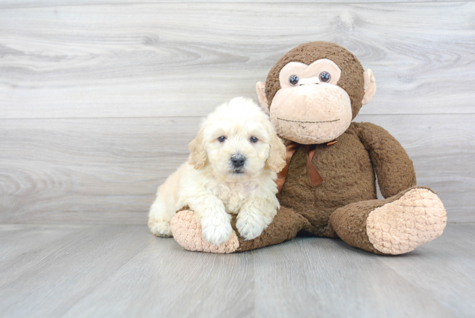 Mini Goldendoodle Pup Being Cute