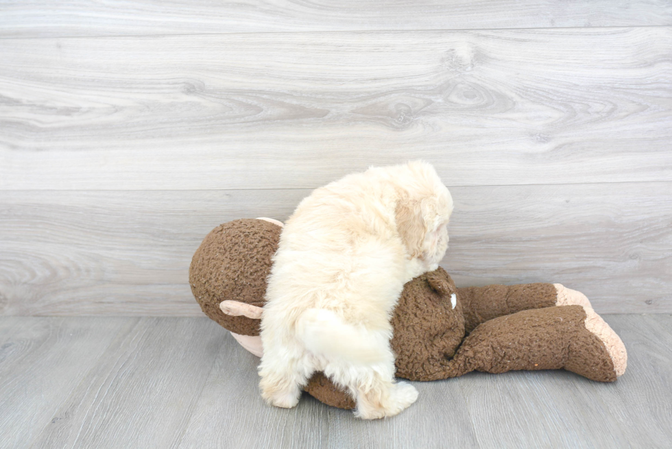 Playful Golden Retriever Poodle Mix Puppy