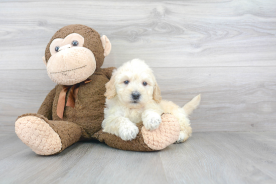 Mini Goldendoodle Pup Being Cute