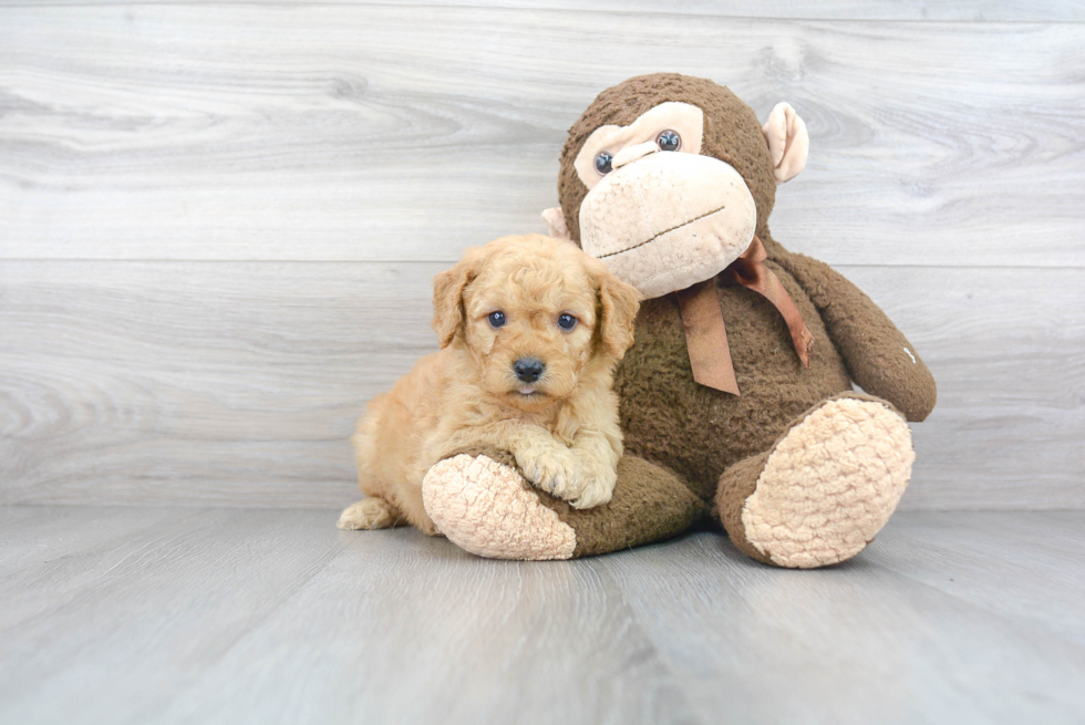 Best Mini Goldendoodle Baby