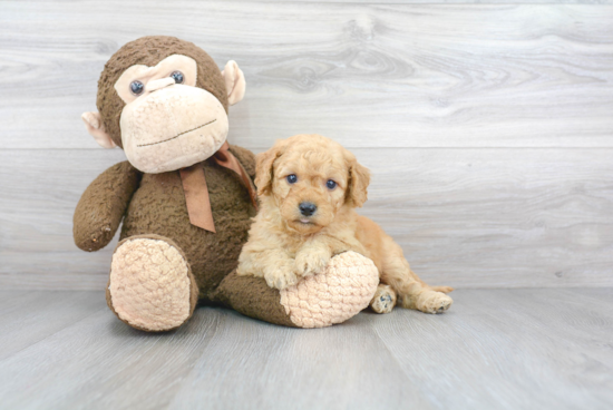 Best Mini Goldendoodle Baby