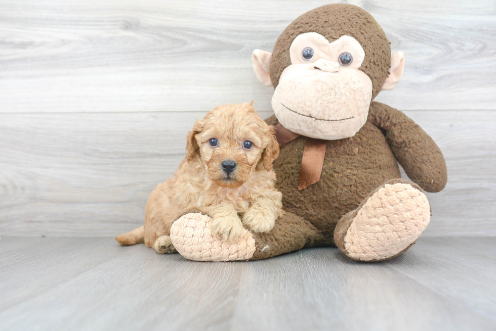 Mini Goldendoodle Pup Being Cute