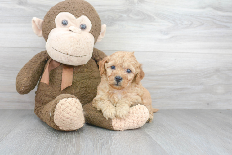 Mini Goldendoodle Pup Being Cute