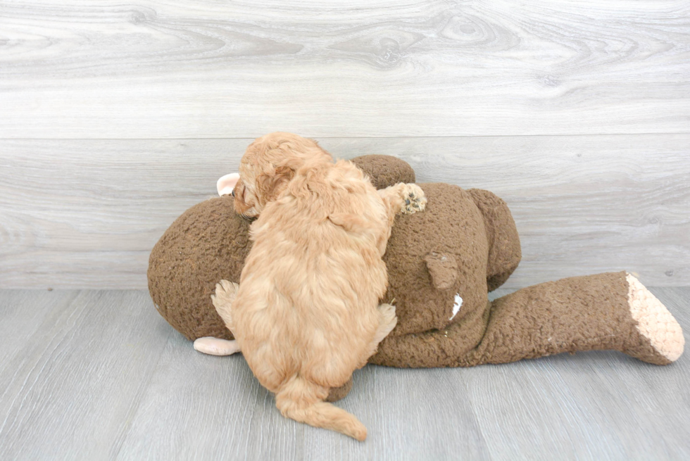 Mini Goldendoodle Pup Being Cute