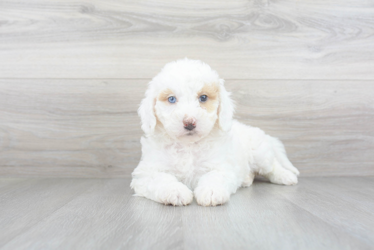 Friendly Mini Goldendoodle Baby