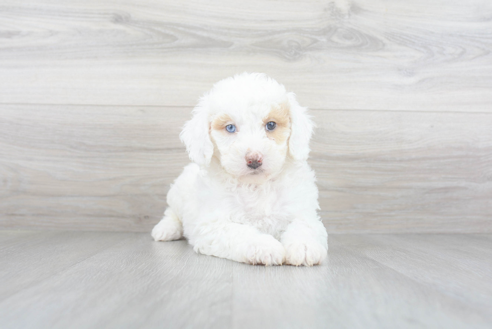 Funny Mini Goldendoodle Poodle Mix Pup