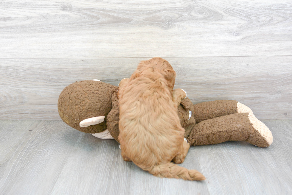 Mini Goldendoodle Pup Being Cute
