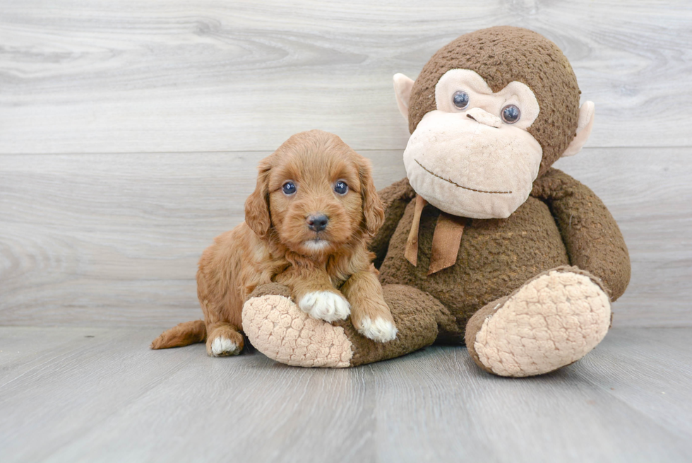 Mini Goldendoodle Puppy for Adoption