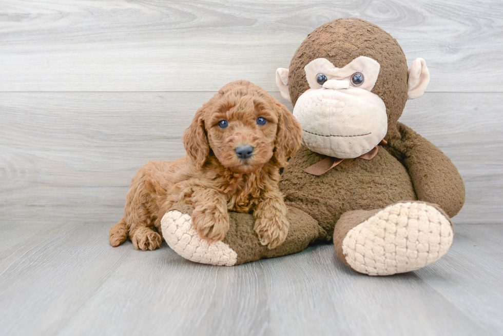 Friendly Mini Goldendoodle Baby