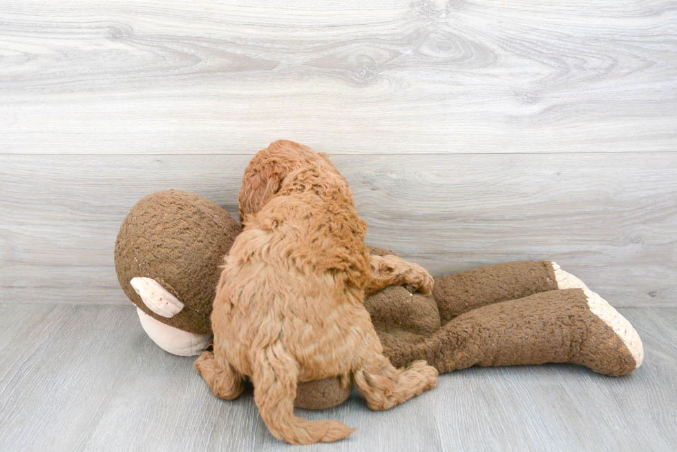 Mini Goldendoodle Pup Being Cute