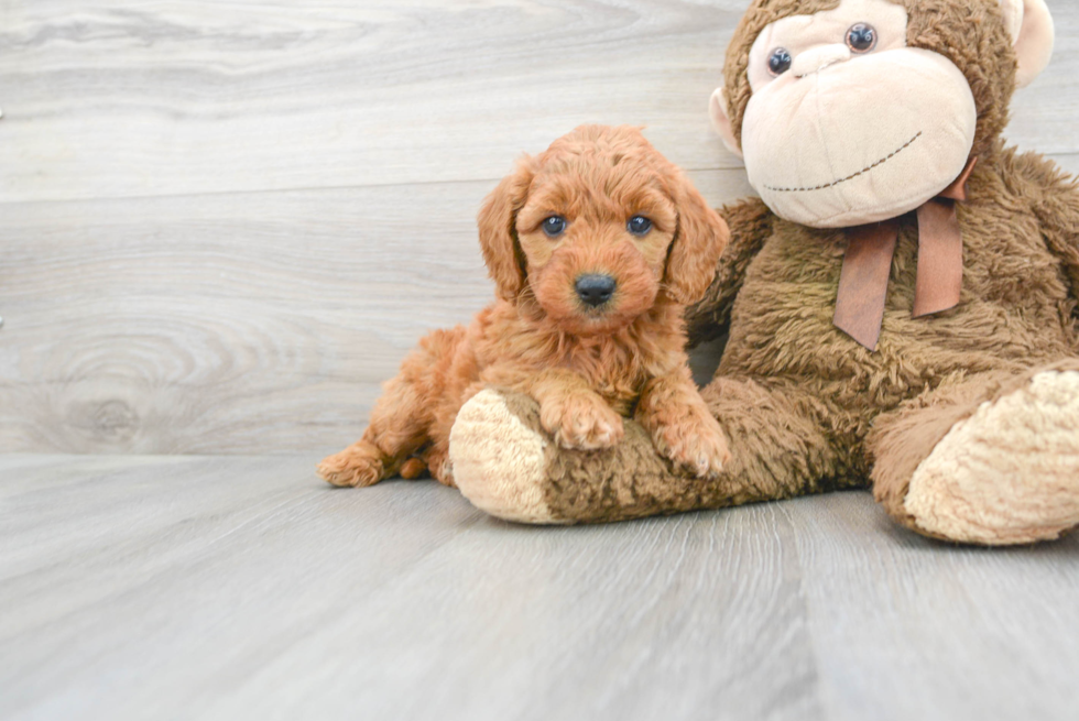 Popular Mini Goldendoodle Poodle Mix Pup