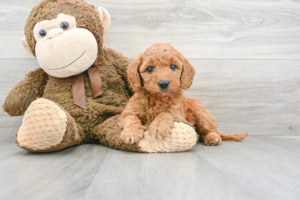 Mini Goldendoodle Puppy for Adoption