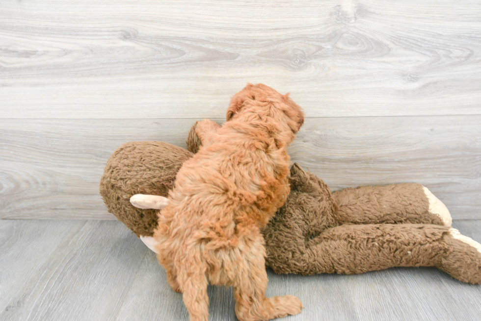 Happy Mini Goldendoodle Baby