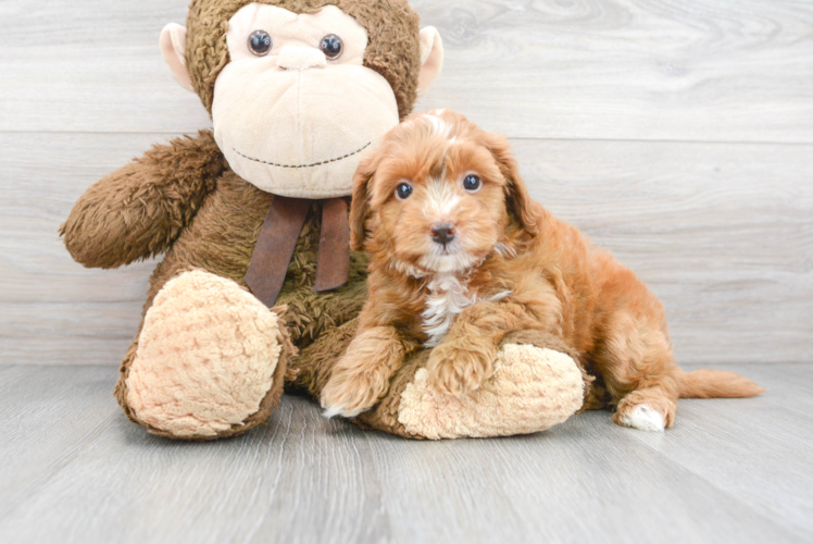 Small Mini Goldendoodle Baby